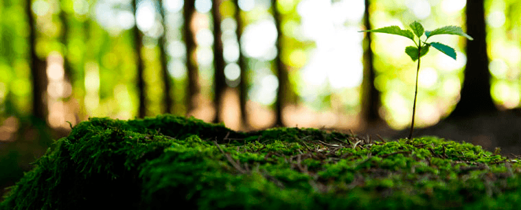 Gestão Ambiental: conceitos importantes