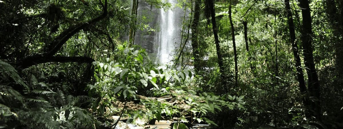 Quando é exigido Documento de Origem Florestal – DOF?