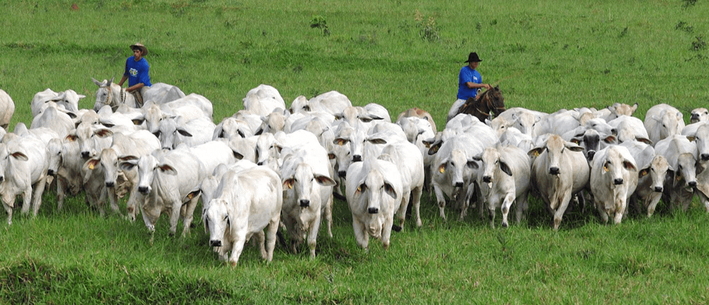 Agropecuária Sustentável  |  Saiba como é possível