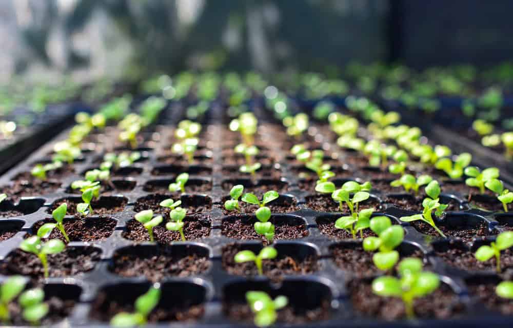 Obrigações para os produtores de sementes e mudas