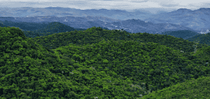 27 de maio | Dia Nacional da Mata Atlântica